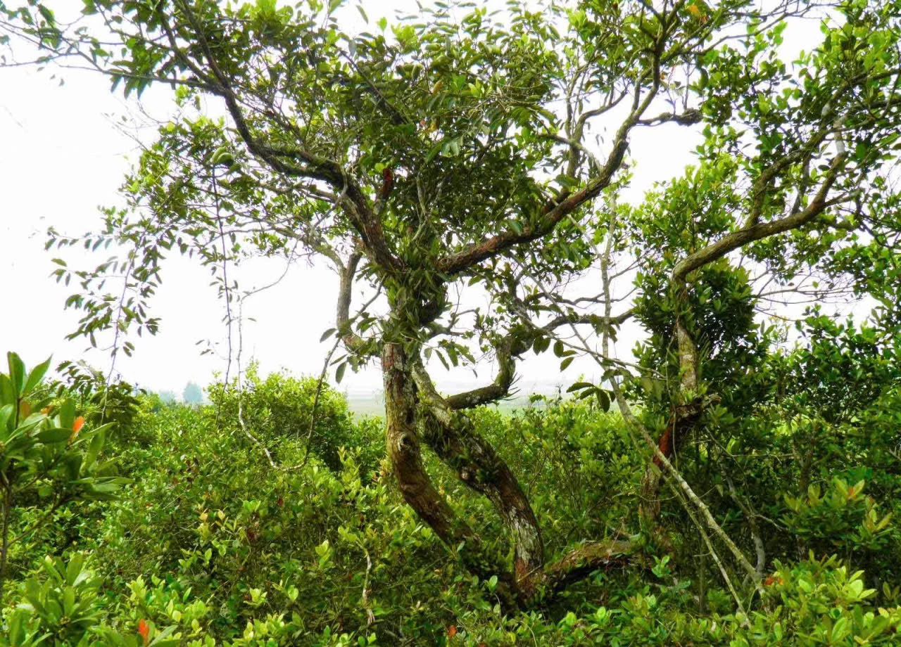 Rừng xanh minh họa