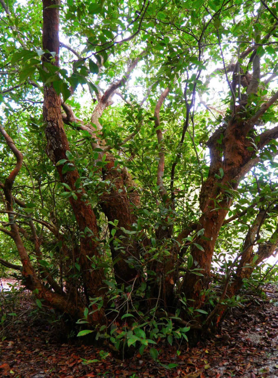 Ảnh cây rừng minh họa