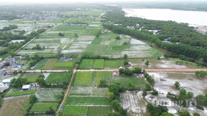 Hồi sinh trên những miền cát