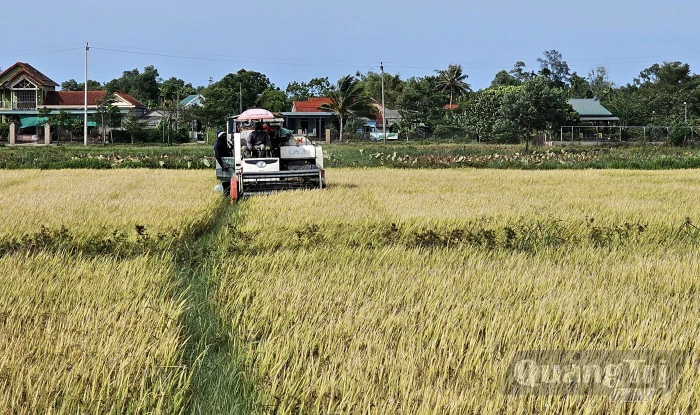 Đẩy nhanh tiến độ thu hoạch lúa vụ hè-thu