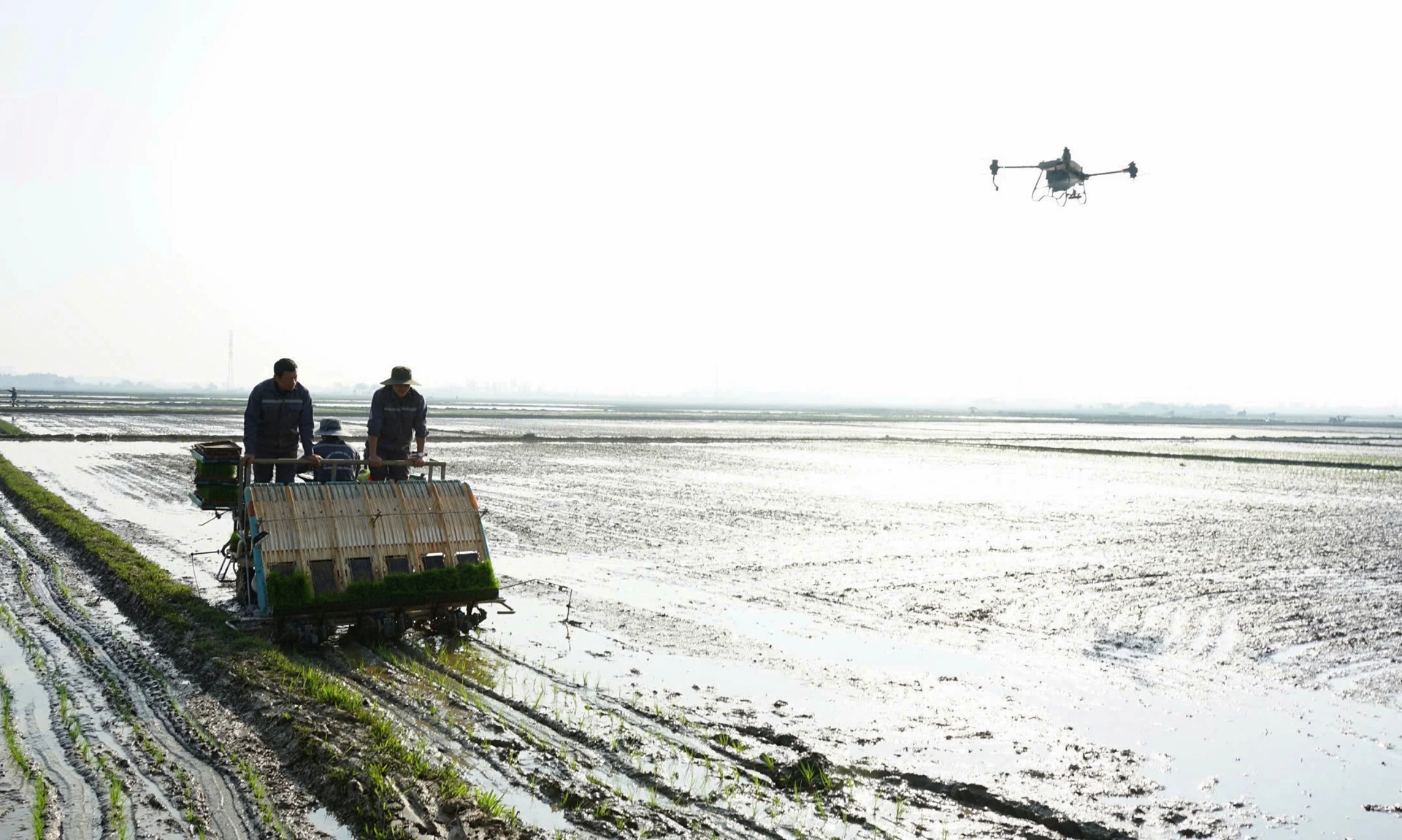 Cơ giới hóa và ứng dụng drone trong sản xuất lúa - Ảnh: L.A