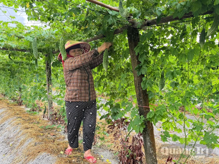 Hiệu quả mô hình trồng mướp đắng trái vụ