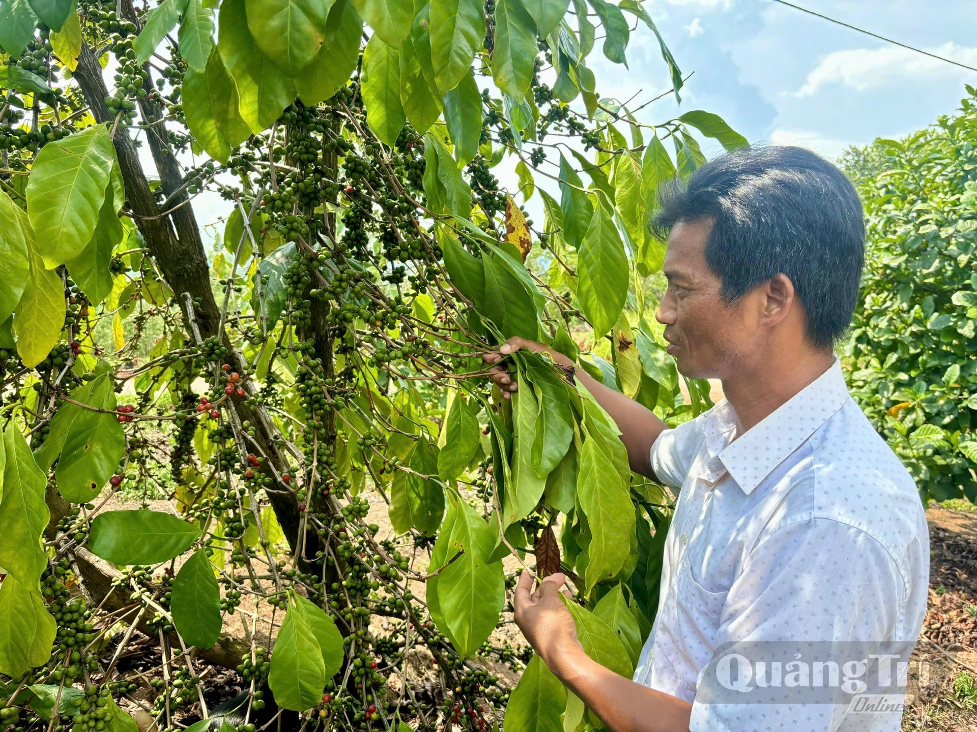 Xã A Dơi có chủ trương phát triển cây cà phê trở thành một trong những mũi nhọn của ngành nông nghiệp địa phương-Ảnh: K.L