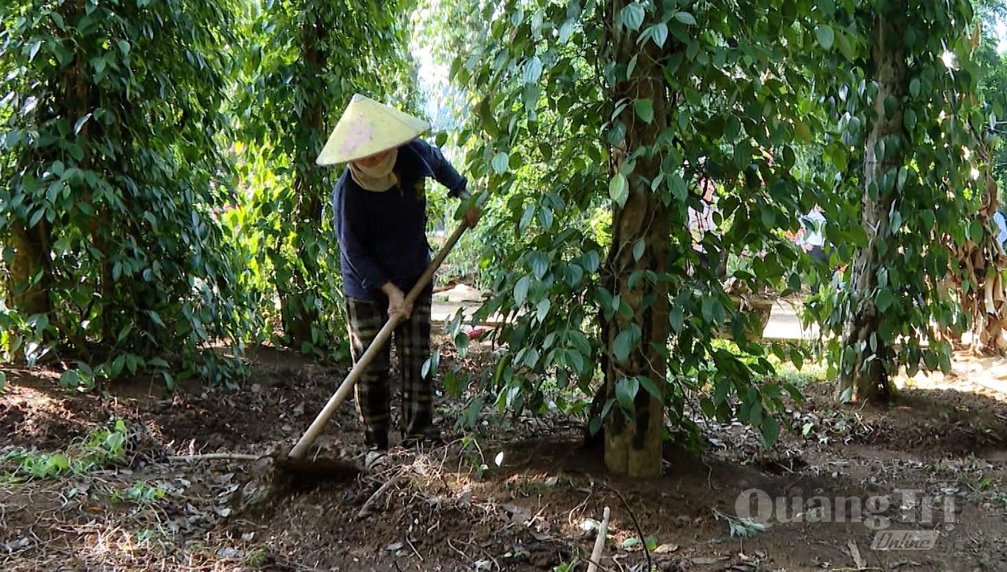 Cây hồ tiêu mang lại giá trị kinh tế cao cho người dân xã Cồn Tiên - Ảnh: P.K