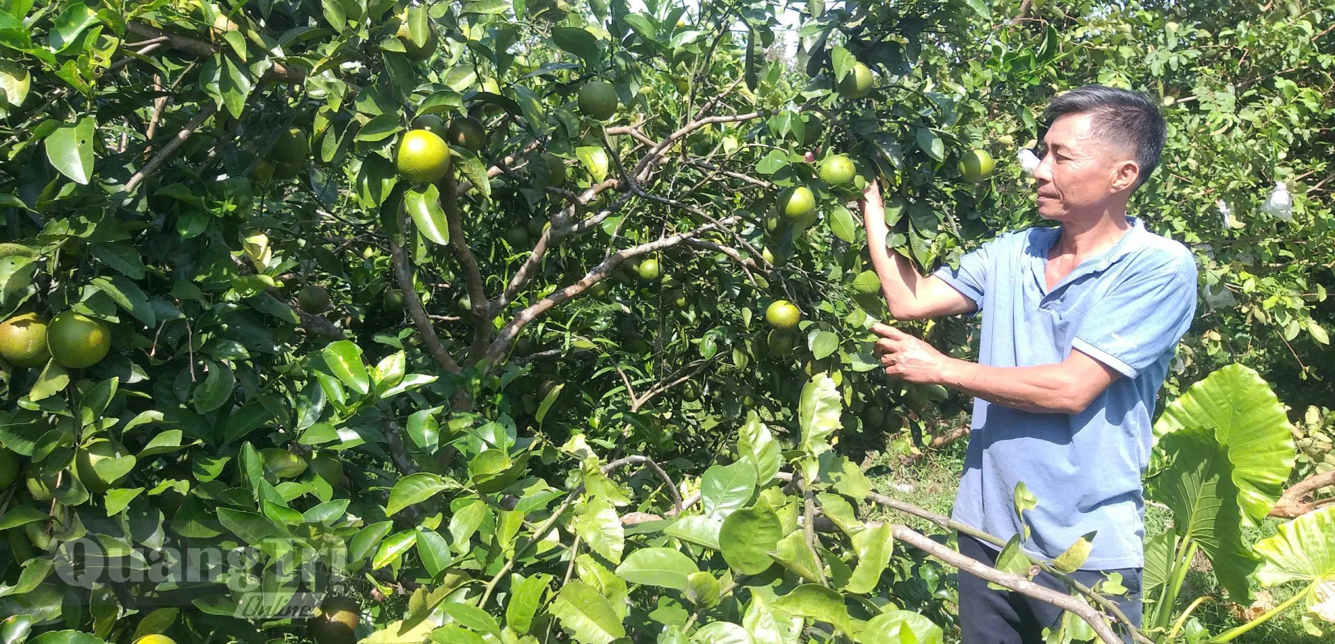 Mô hình trang trại tổng hợp của cựu chiến binh Trần Thiện Thuật mang lại thu nhập ổn định cho gia đình - Ảnh: Đ.N