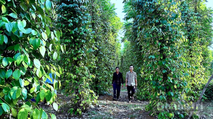 Liên kết sản xuất, nâng tầm thương hiệu hồ tiêu Cồn Tiên