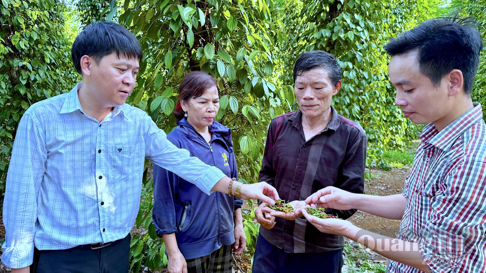 Hợp tác xã thương mại, dịch vụ Ông Voi thường xuyên kiểm tra chất lượng hồ tiêu trước khi thu hoạch - Ảnh: Quang Ngọc