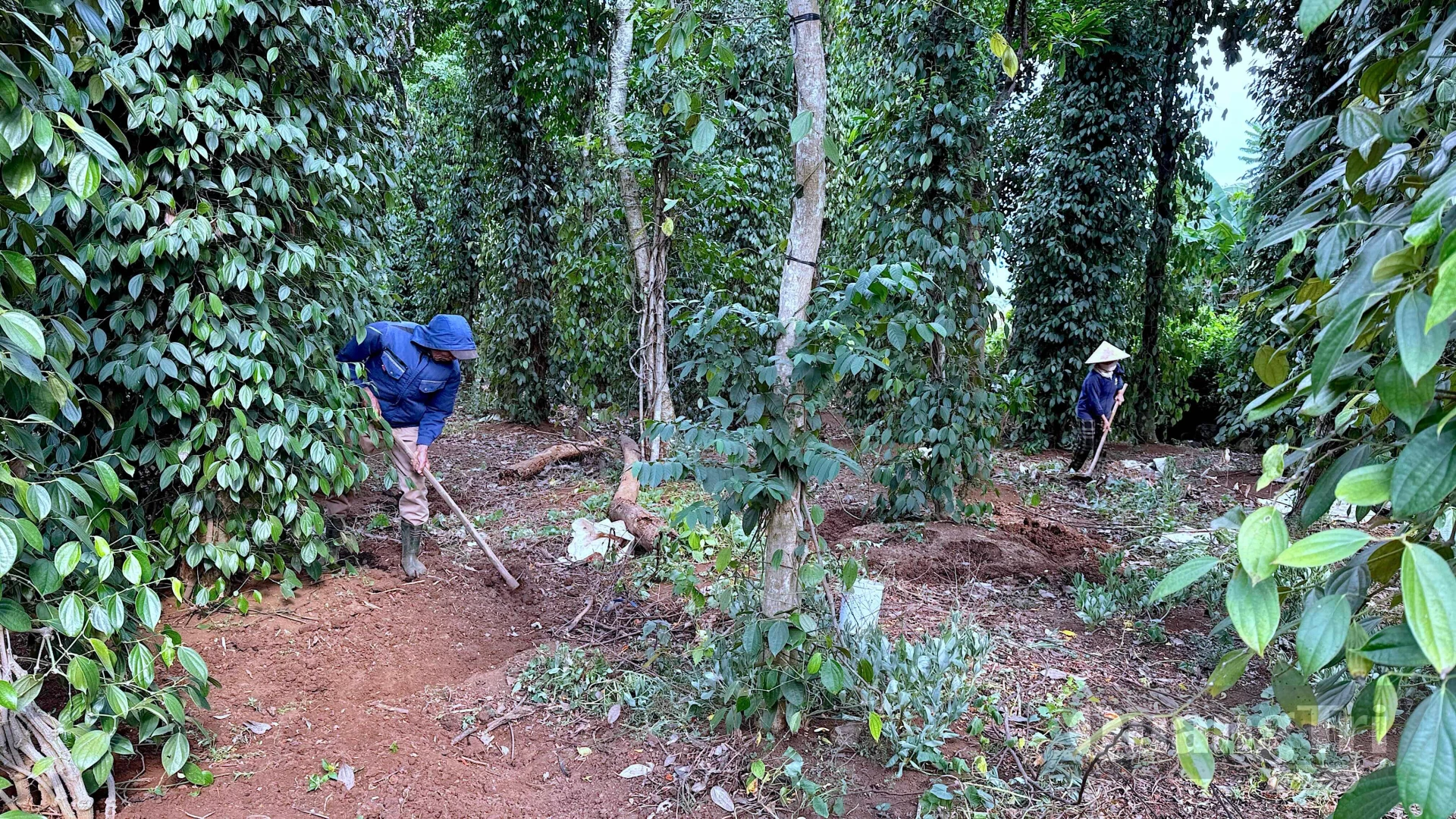 Người trồng tiêu ở xã Cồn Tiên vun gốc, bón phân hữu cơ để chăm sóc vườn tiêu theo quy trình sản xuất sạch - Ảnh: Quang Ngọc