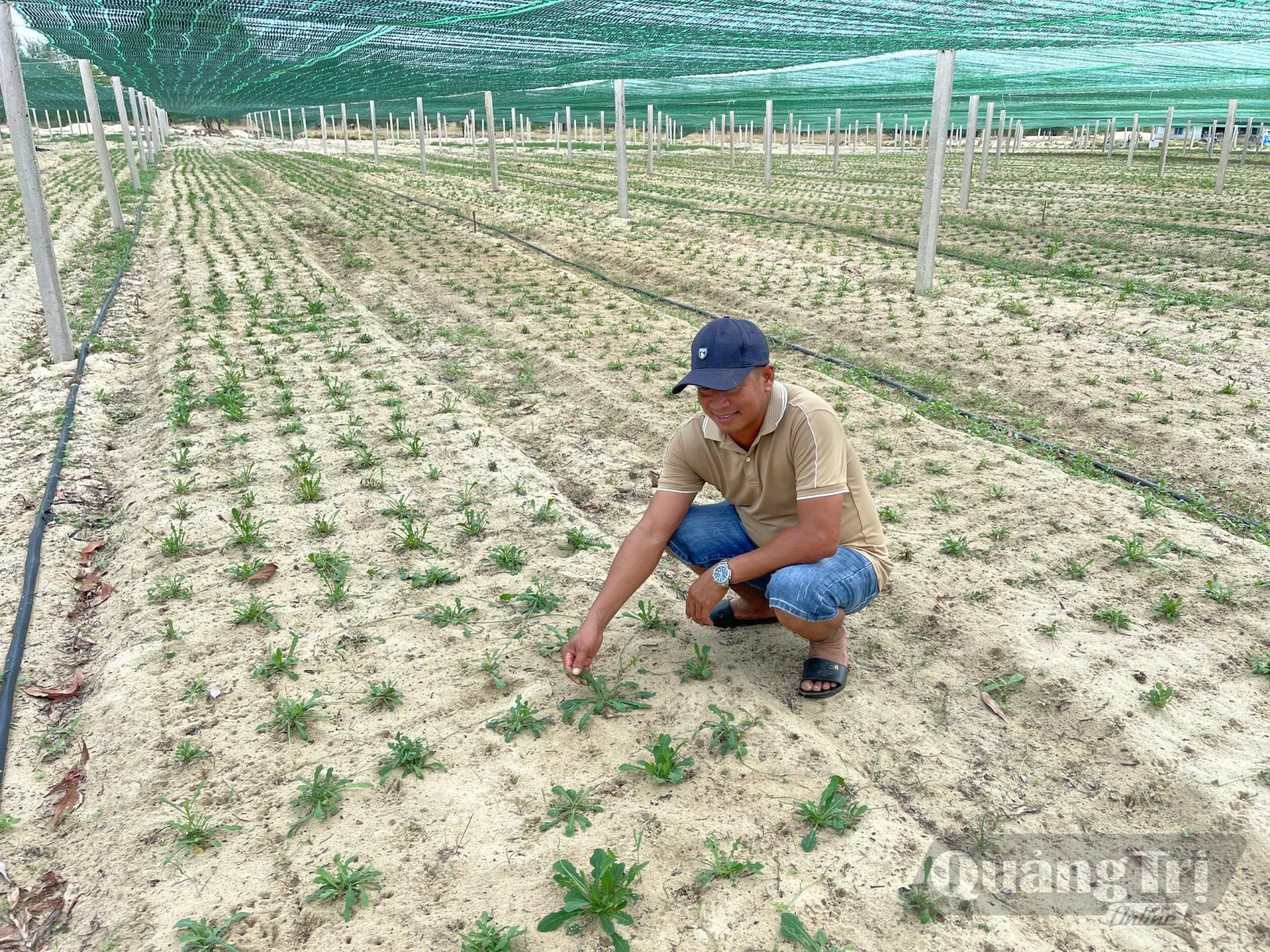 Mô hình trồng cây sa sâm của anh Dương Quốc Vinh, xã Bến Hải - Ảnh N.D