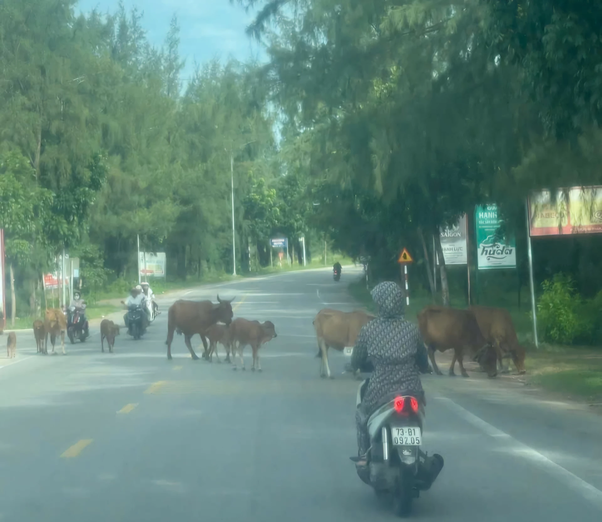 Những đàn bò thả rông gây mất mỹ quan đô thị, mất an toàn cho người và phương tiện tham gia giao thông - Ảnh: T.L