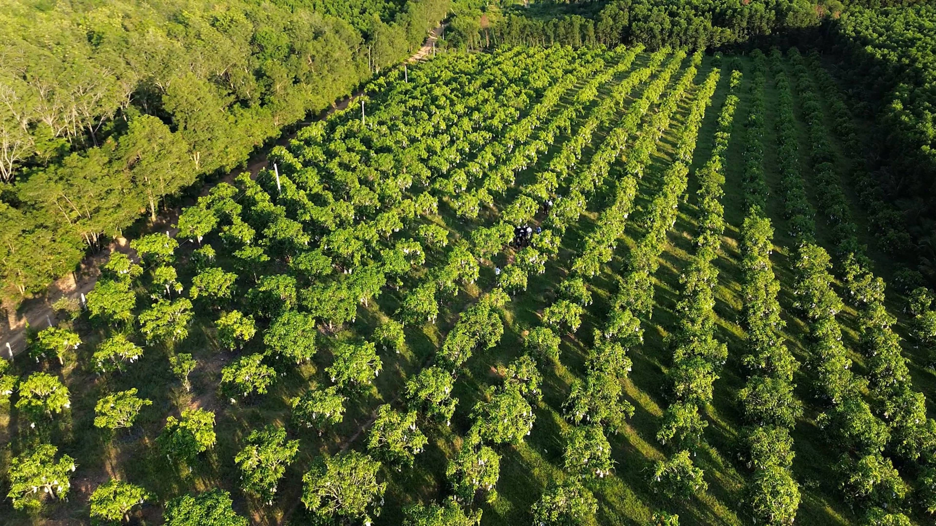 Vườn xoài Tứ Quý rộng 2,8ha của anh Võ Thanh Điền tại thôn Kiên Phước, xã Ái Tử - Ảnh: L.A