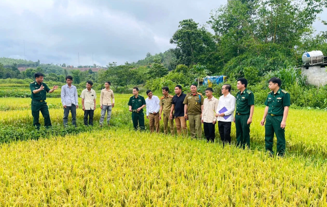 Cán bộ Đồn Biên phòng Hướng Phùng hướng dẫn cách chăm sóc, canh tác giống lúa mới cho nhân dân cụm bản Mày Văng Lực (Lào) -Ảnh: L.T