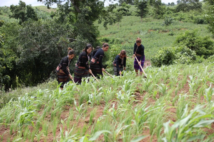 Mùa Ra dư trĩu hạt  