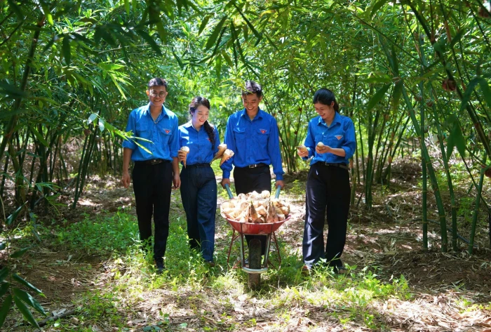 Hồi sinh đất cằn bằng 'vua của các loại măng'