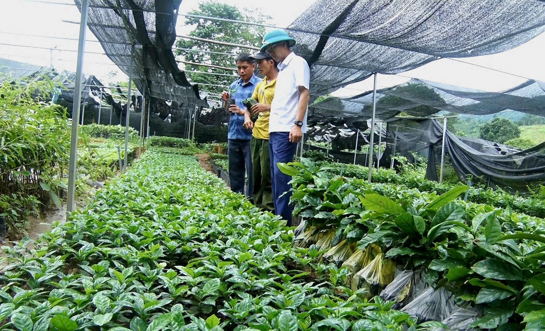 Mô hình vườn ươm cây giống lâm nghiệp của Hợp tác xã Nông, lâm nghiệp Sơn Nguyên -Ảnh: K.S