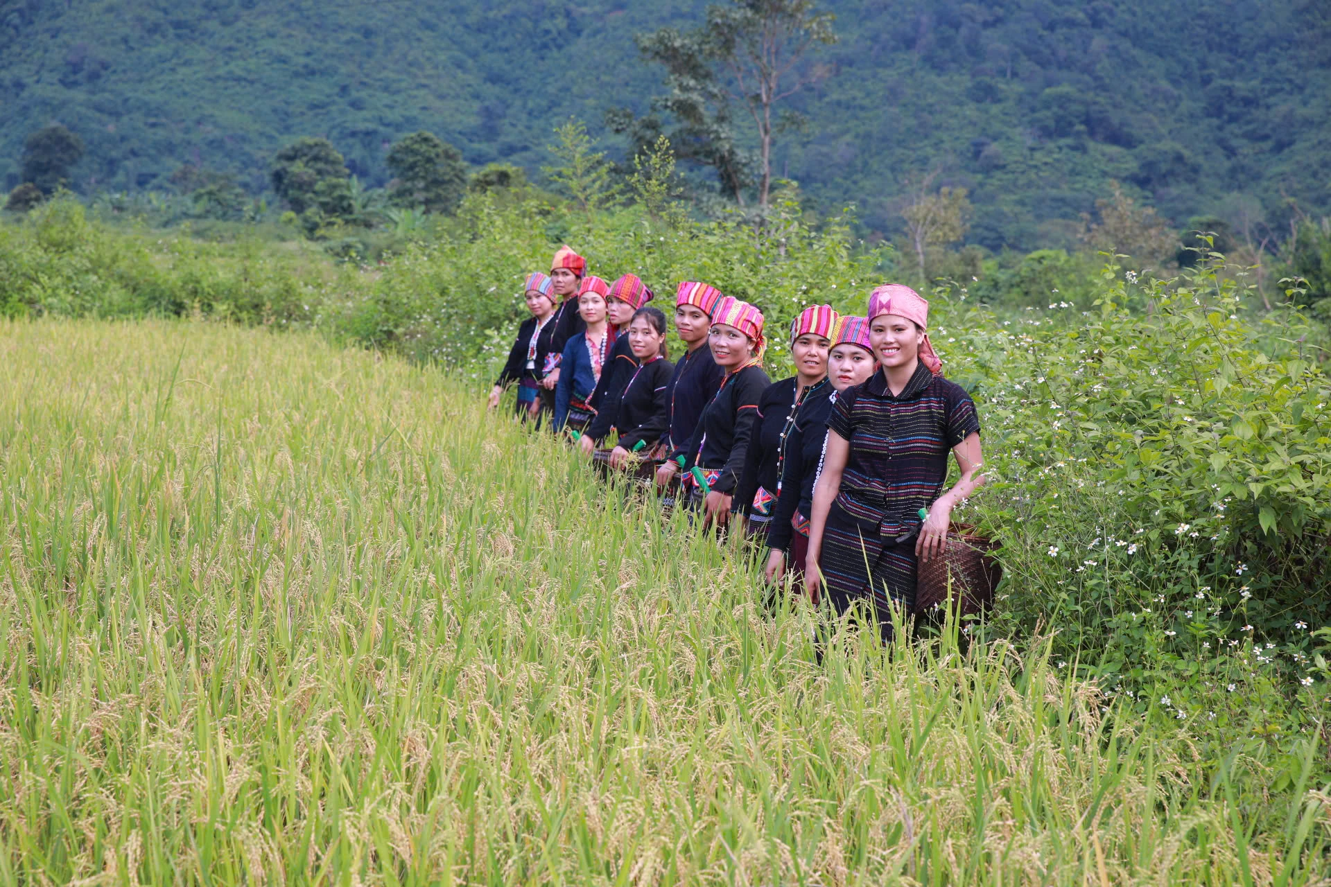 Lúa Ra dư trĩu hạt sau thời gian chăm bón