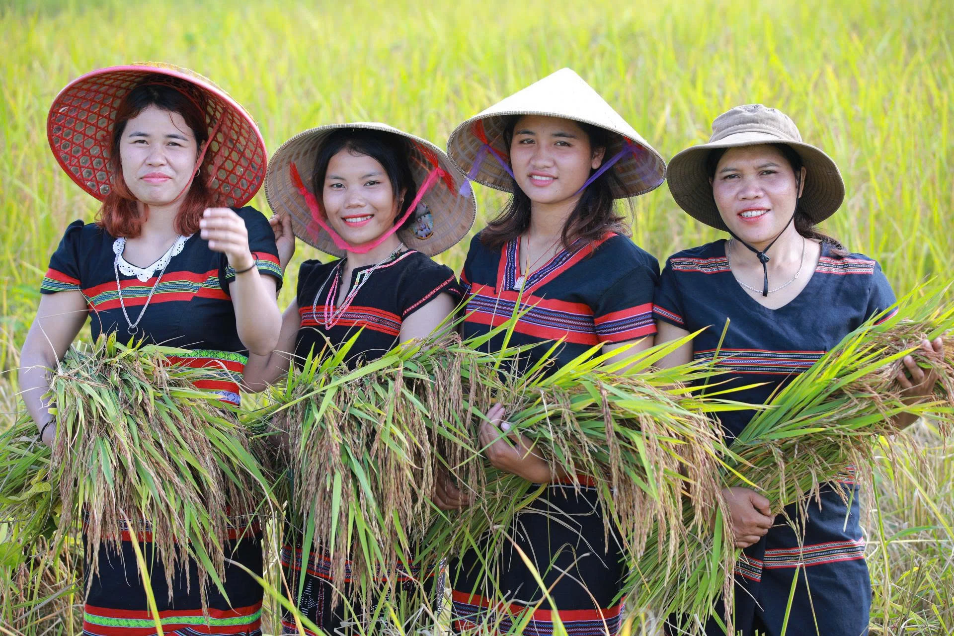 Mùa thu hoạch lúa Ra dư ở xã La Lay