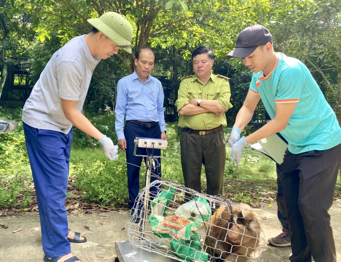 Vườn Quốc gia Phong Nha - Kẻ Bàng tiếp nhận 1 cá thể khỉ đuôi lợn