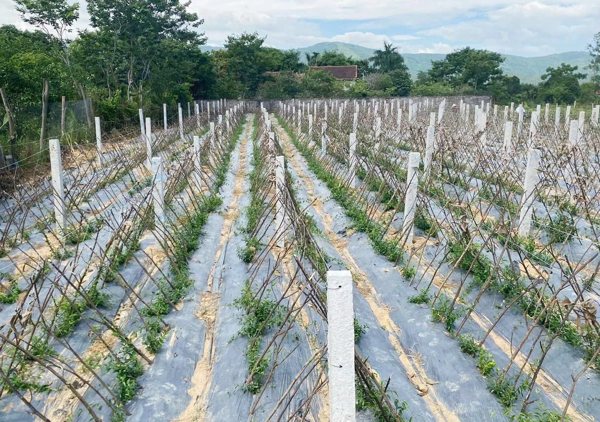 Diện tích trồng dược liệu của HTX dược liệu sạch Thủy Mai ngày càng được mở rộng - Ảnh: X.V