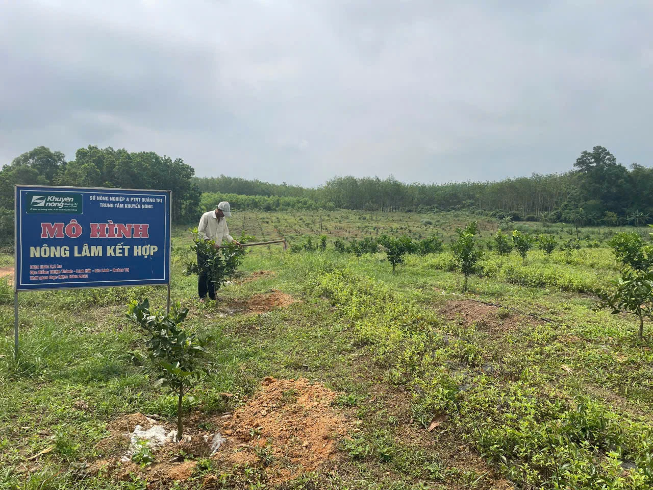 Mô hình nông lâm kết hợp của ông Phan Quảng, ở xã Cồn Tiên, mang lại thu nhập cao - Ảnh: T.H