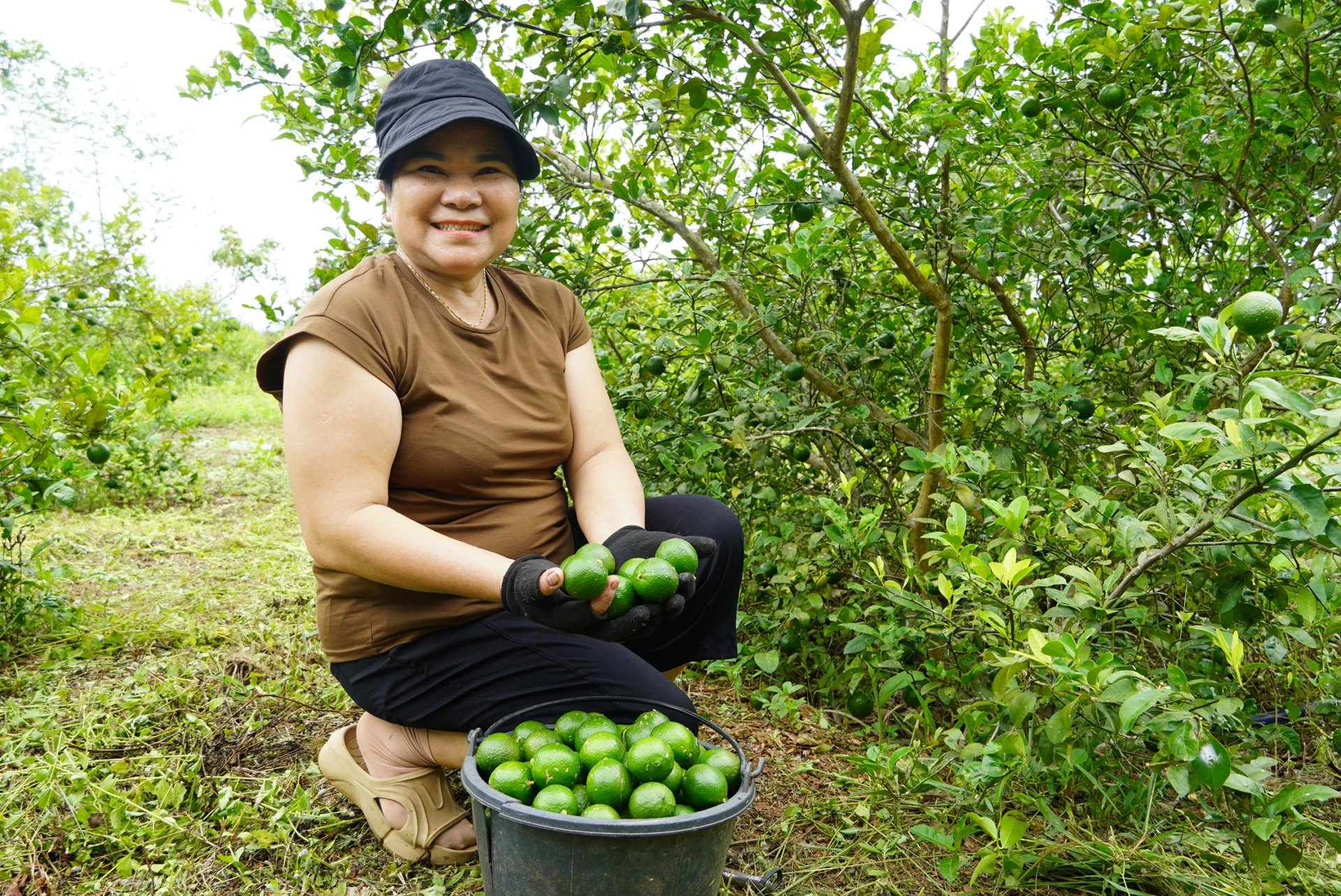 Chanh tứ quý cho thu hoạch quanh năm, giúp cải thiện đời sống của gia đình chị Nguyễn Thị Nga - Ảnh: L.M