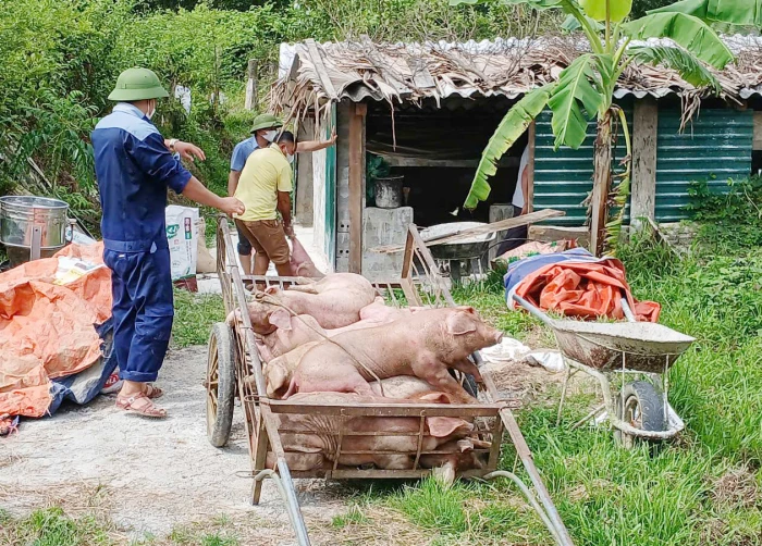 Công bố hết dịch tả lợn châu Phi trên địa bàn xã Tuyên Sơn