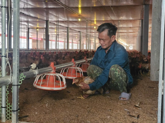 Lão nông làm giàu từ trang trại gà