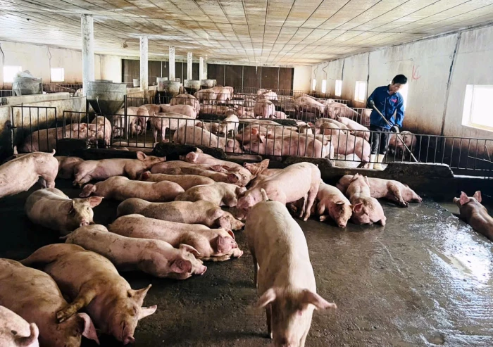 Trang trại chăn nuôi nâng cao cảnh giác với dịch tả lợn châu Phi