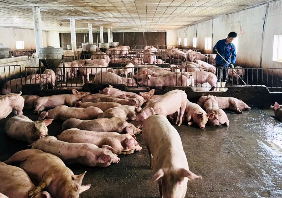 Các trang trại chăn nuôi tuân thủ nghiêm nguyên tắc “nội bất xuất, ngoại bất nhập”  nhằm bảo vệ đàn lợn - Ảnh: T.H