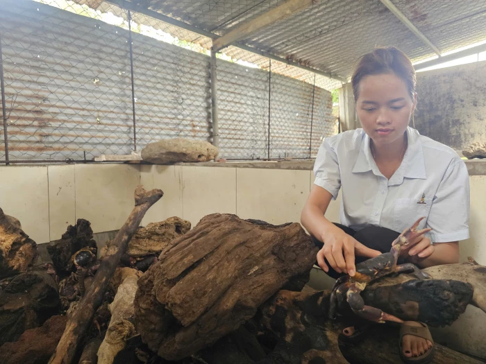 Triển vọng từ mô hình nuôi cua đá ở đảo tiền tiêu
