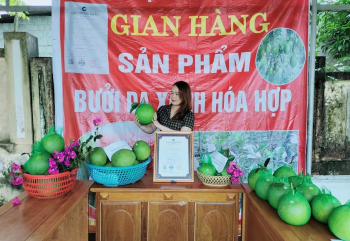 Trăn trở người trồng bưởi