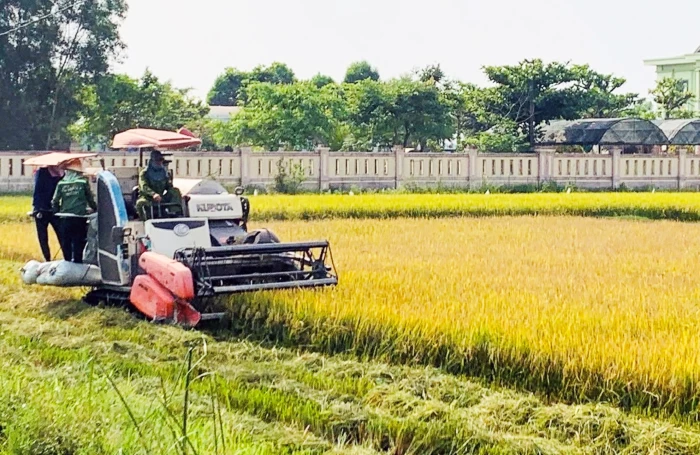 Xã Trường Ninh: Cơ bản hoàn thành thu hoạch lúa hè-thu