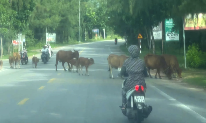 Thả rông gia súc gây mất mỹ quan đô thị, tiềm ẩn tai nạn