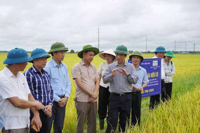 Lãnh đạo tỉnh kiểm tra việc thu hoạch lúa hè-thu và phòng, chống Dịch tả lợn châu Phi