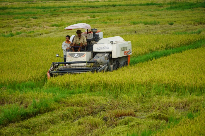 Vụ hè-thu năm 2025: Nông dân đối mặt thách thức kép