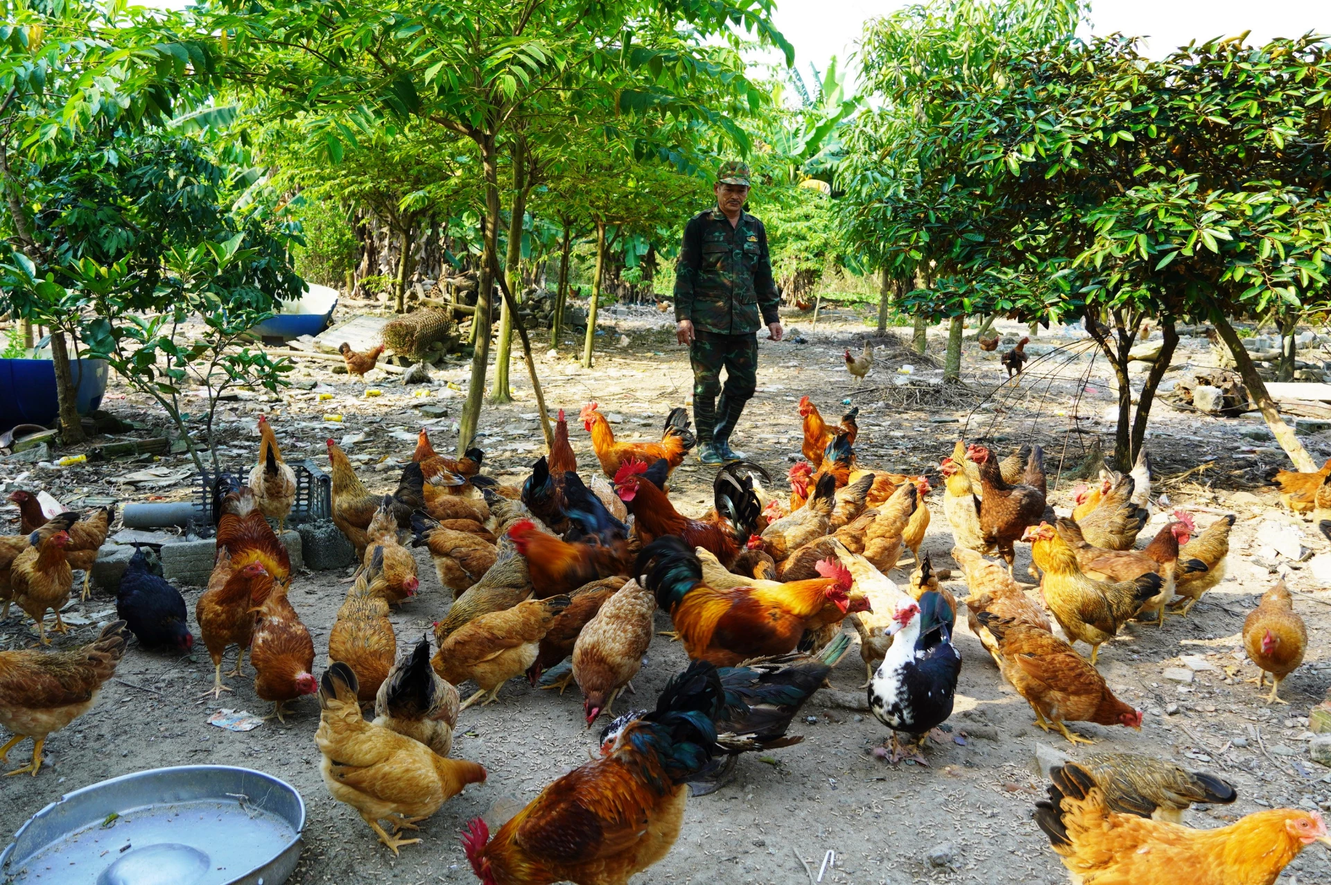 Trang trại chăn nuôi mang lại hiệu quả kinh tế cao cho nông dân. Ảnh: T.H