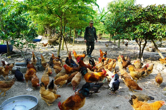 Toàn tỉnh có 64 trang trại liên kết sản xuất, tiêu thụ sản phẩm