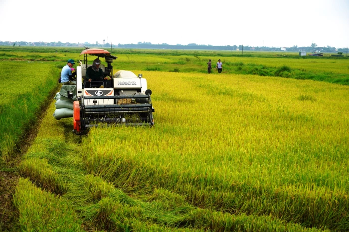 Khẩn trương thu hoạch lúa vụ hè-thu