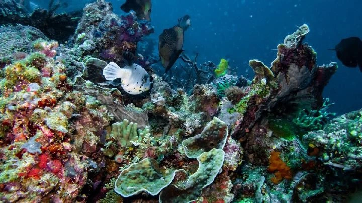 Raja Ampat có hệ sinh thái độc đáo và được quản lý theo cách tiếp cận bền vững. (Ảnh: UNESCO)