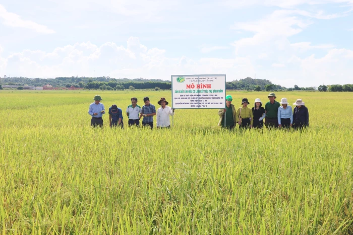 Liên kết sản xuất lúa hữu cơ: Hướng đi hiệu quả, bền vững