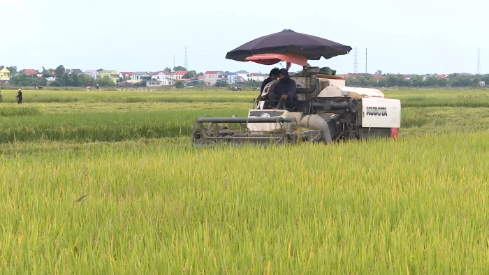 Hạn chế tình trạng bỏ hoang ruộng lúa vụ hè - thu