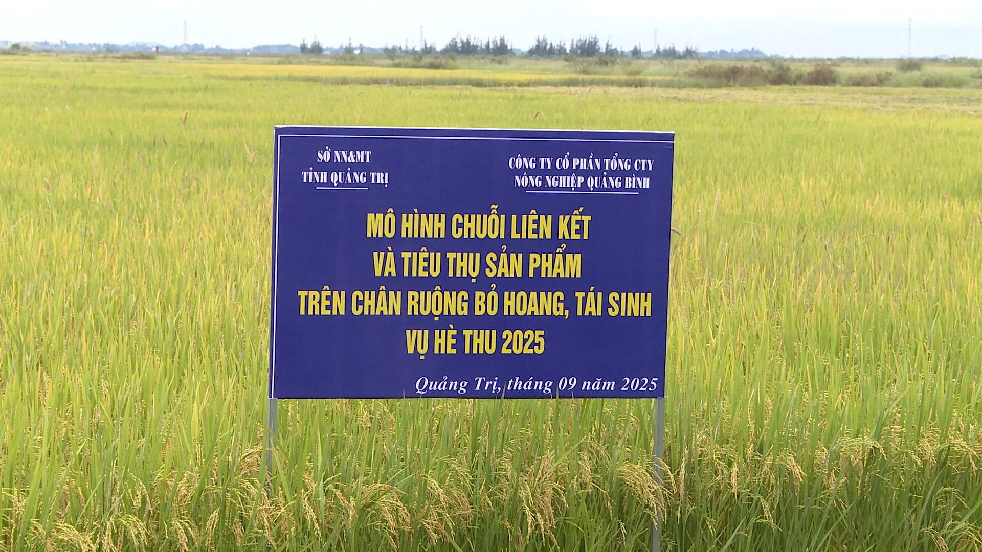 Mô hình liên kết sản xuất lúa trong vụ hè - thu được triển khai tại xã Ninh Châu, tỉnh Quảng Trị - Ảnh: QV