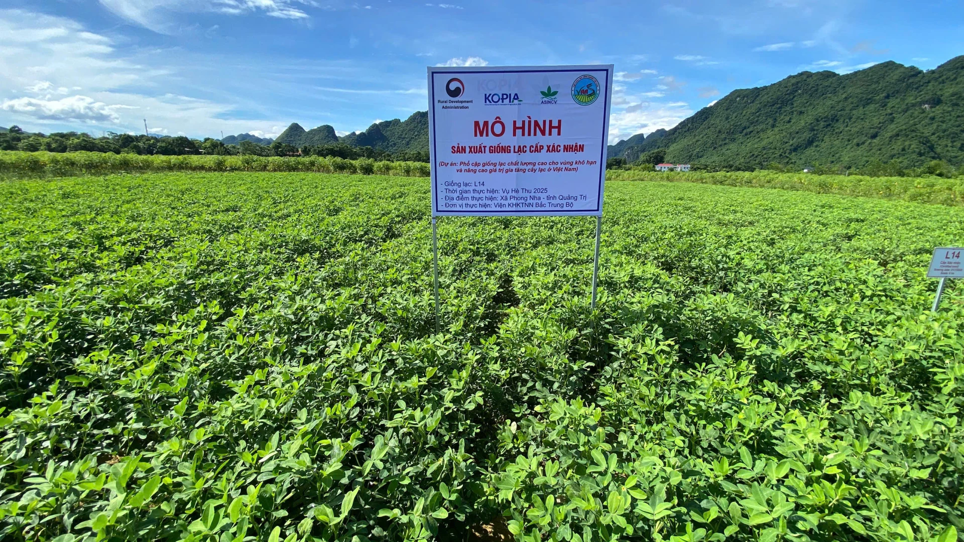 Mô hình được triển khai tại xã Cam Lộ và xã Phong Nha, tỉnh Quảng Trị với quy mô 26 ha - Ảnh: QV