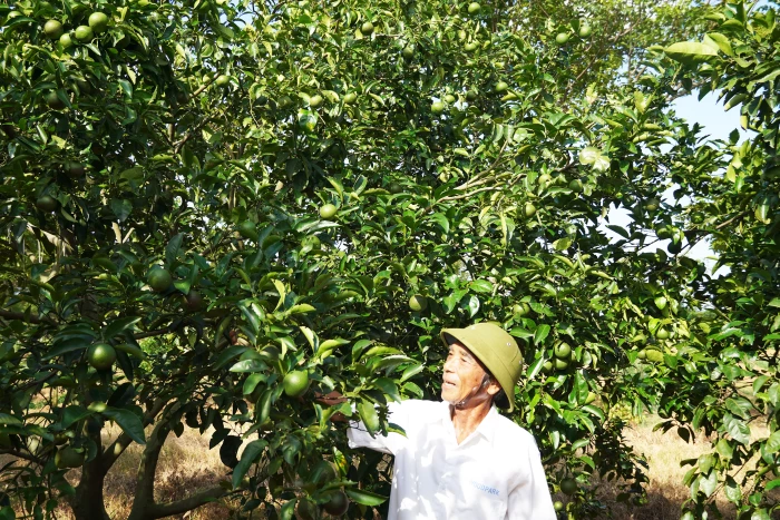 Ba nông dân Quảng Trị là "Nông dân Việt Nam xuất sắc” và “Nhà khoa học của nhà nông” năm 2025
