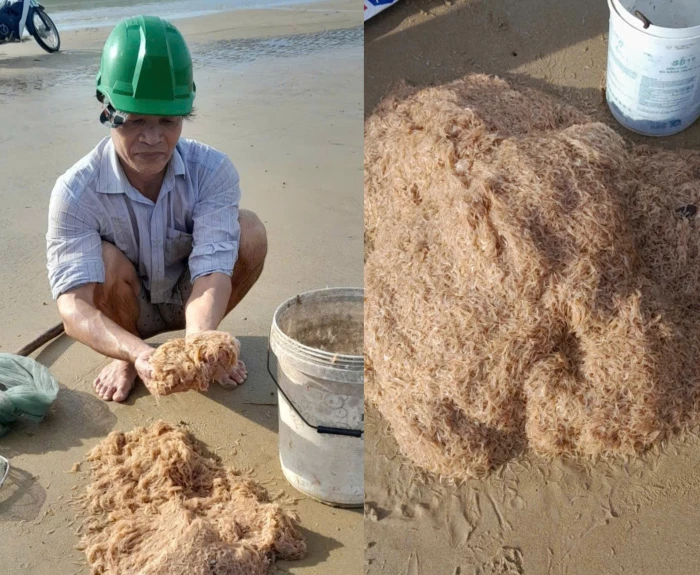 Ruốc biển vào mùa, người dân phấn khởi thu hoạch “lộc biển”