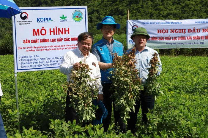 Nâng cao hiệu quả sản xuất lạc và tăng thu nhập cho người dân