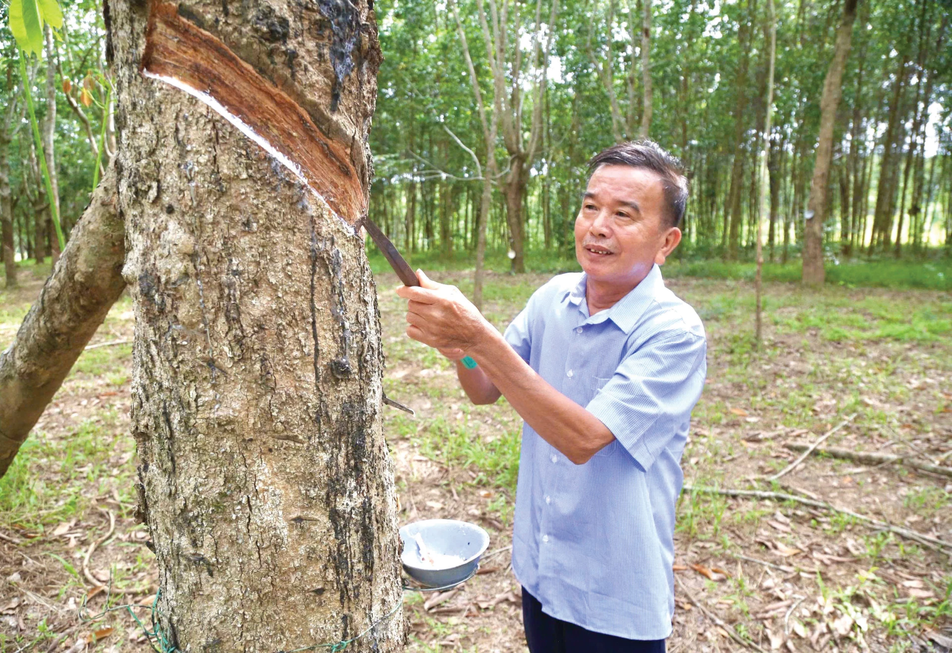 Ông Lê Văn Thắng bên vườn cao su do chính tay mình vun trồng, chăm sóc từ hơn 30 năm trước trên vùng chiến khu Thủy Ba - Ảnh: M.Đ