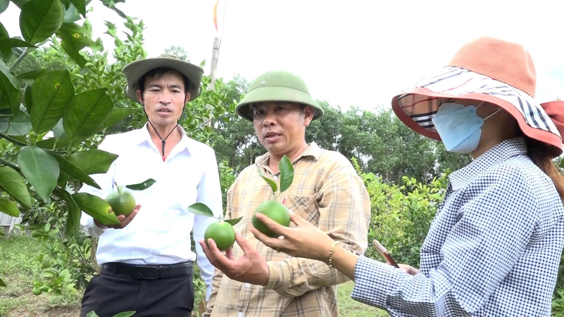 Mô hình trồng cam hữu cơ ở thôn Thượng Phước, xã Triệu Phong cho thu nhập cao - Ảnh: N.V