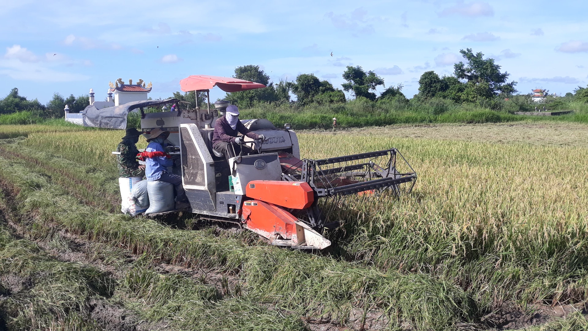 Người dân xã Triệu Phong thu hoạch lúa vụ hè-thu - Ảnh: N.V