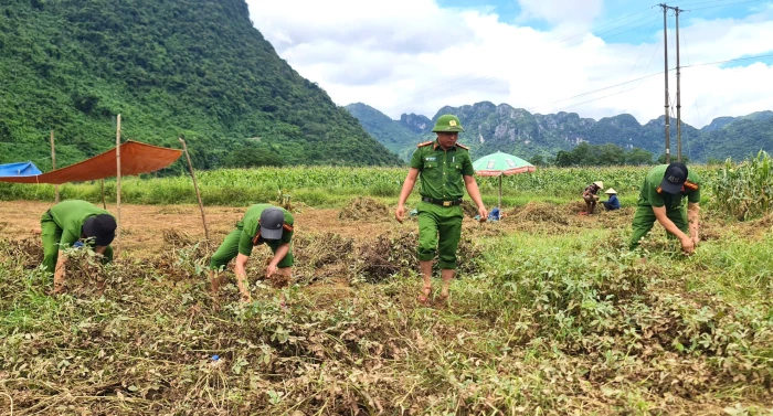Công an xã Trường Sơn giúp dân thu hoạch lạc tránh lũ
